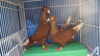 3502
