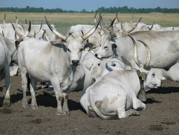 Породи корів (ВРХ) Угорська Сіра