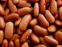 Фото Оптовий продаж квасолі в Україні