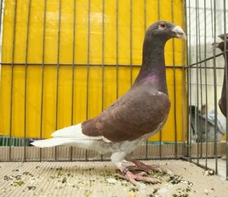Породи голубів Жешувський виставковий