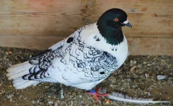 Породи голубів Моравський Штрассер