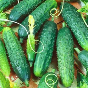 Сорти огірків Махаон F1