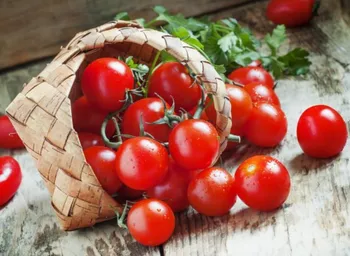 Сорти помідорів Талісман