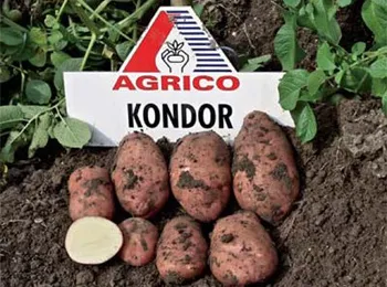 Сорти Картоплі Кондор / Kondor