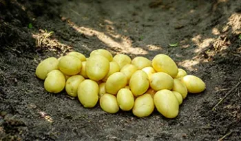 Сорти картоплі Пленті (Plenty)