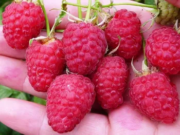 Сорти малини Нагорода