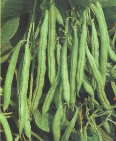 Сорти квасолі Присадибна