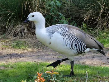 Породи гусей Магеланова