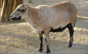 Породи овець Барбадоська Блекбері (Barbados Blackbelly)