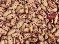 Фото Сортова квасоля — великий вибір сортів, висока якість продукції