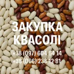 Фото Закупівля квасолі оптовими партіями