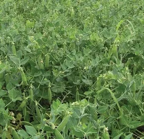 Сорти гороху Карина / Karina