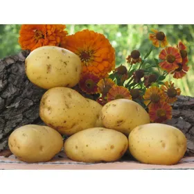 Сорти картоплі Агаве / Agave