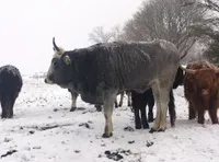 Фото Подоліка