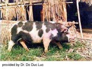 Породи свиней Ба Сюєн (Ba Xuyen)