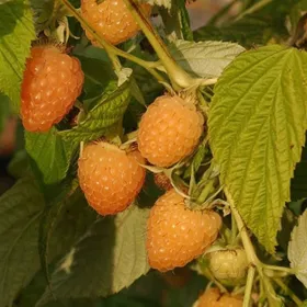 Сорти малини Анна