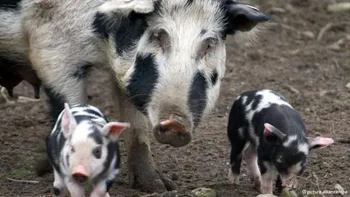 Породи свиней Bentheim Black Pied
