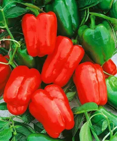 Сорти перцю Омброне F1