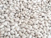 Фото Пропонуємо квасолю від виробника у великих обсягах різних сортів.