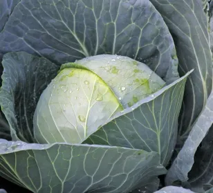 Сорти капусти Газебо F1 / Gazebo F1