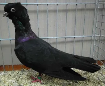 Породи голубів Абу Абсе