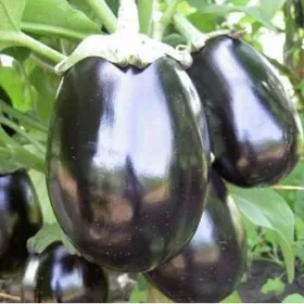 Сорти баклажану Містрал F1 / Mistral F1