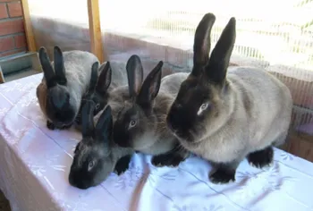 Породи кроликів Вірменський (Радянський) Мардер