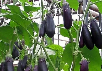 Сорти баклажану Багіра F1