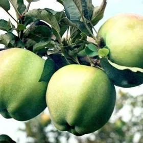 Сорти яблунь Бойкен (піздне, зимове)