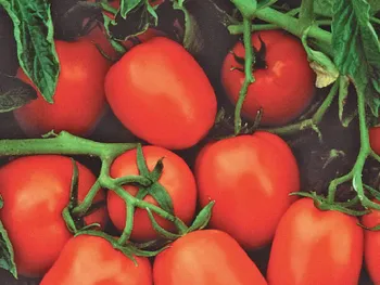 Сорти помідорів Чіблі F1 (Chibli F1)