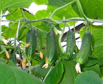 Сорти огірків Секрет фірми F1