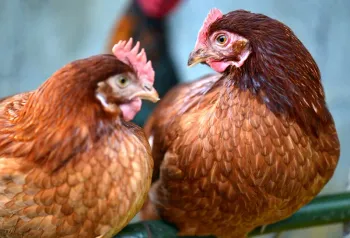 Породи курей ІСА браун (ISA Brown)