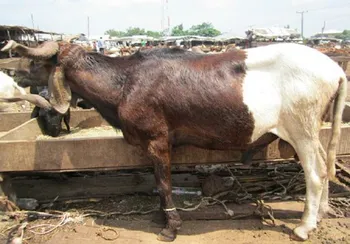 Породи овець Уда (Uda)