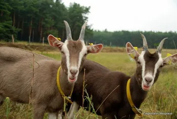 Породи кіз Тюринзька