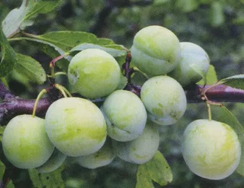 Сорти слив Ренклод Колхозний