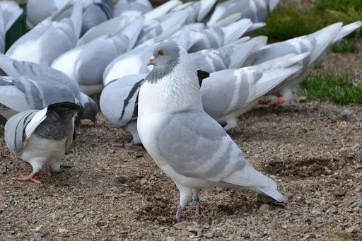 Канік Празький