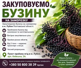 Закуповуємо бузину на заморозку