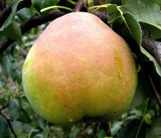 Сорти груш Микола Крюгер