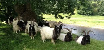 Породи кіз Багот