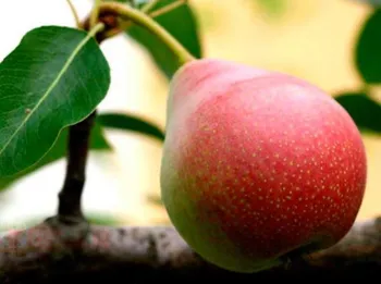 Сорти груш Червонобока