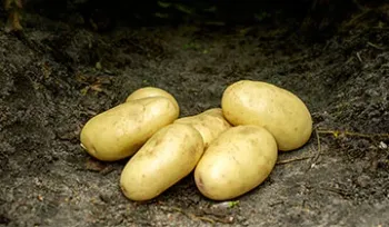 Сорти картоплі Кронос (Cronos)