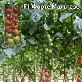 Сорти помідорів Форте Мальтезе F1