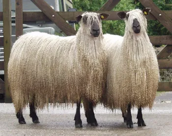 Породи овець Теасватер (Teeswater)