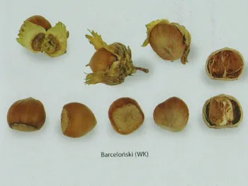 Сорти горіхів Барселонський