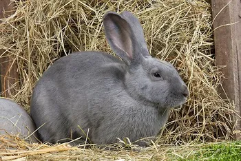 Породи кроликів Бевернський
