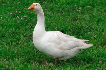 Породи гусей Адлер (Адлерська)