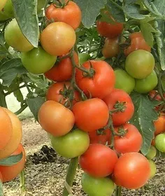 Сорти помідорів Платус F1 / Platus F1