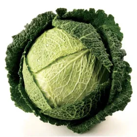 Сорти капусти Вертус 2 / Vertus 2