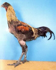 Породи курей Бельгійська бійцівська