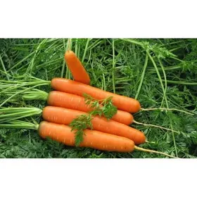 Сорти моркви Ройал Форто / Royal Forto